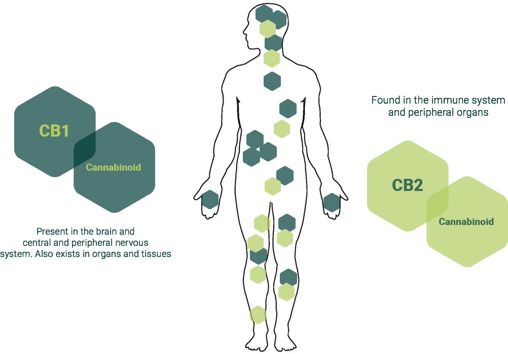 About The Cannabinoid System | Blair Wellness Center