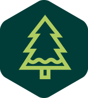 Pine icon