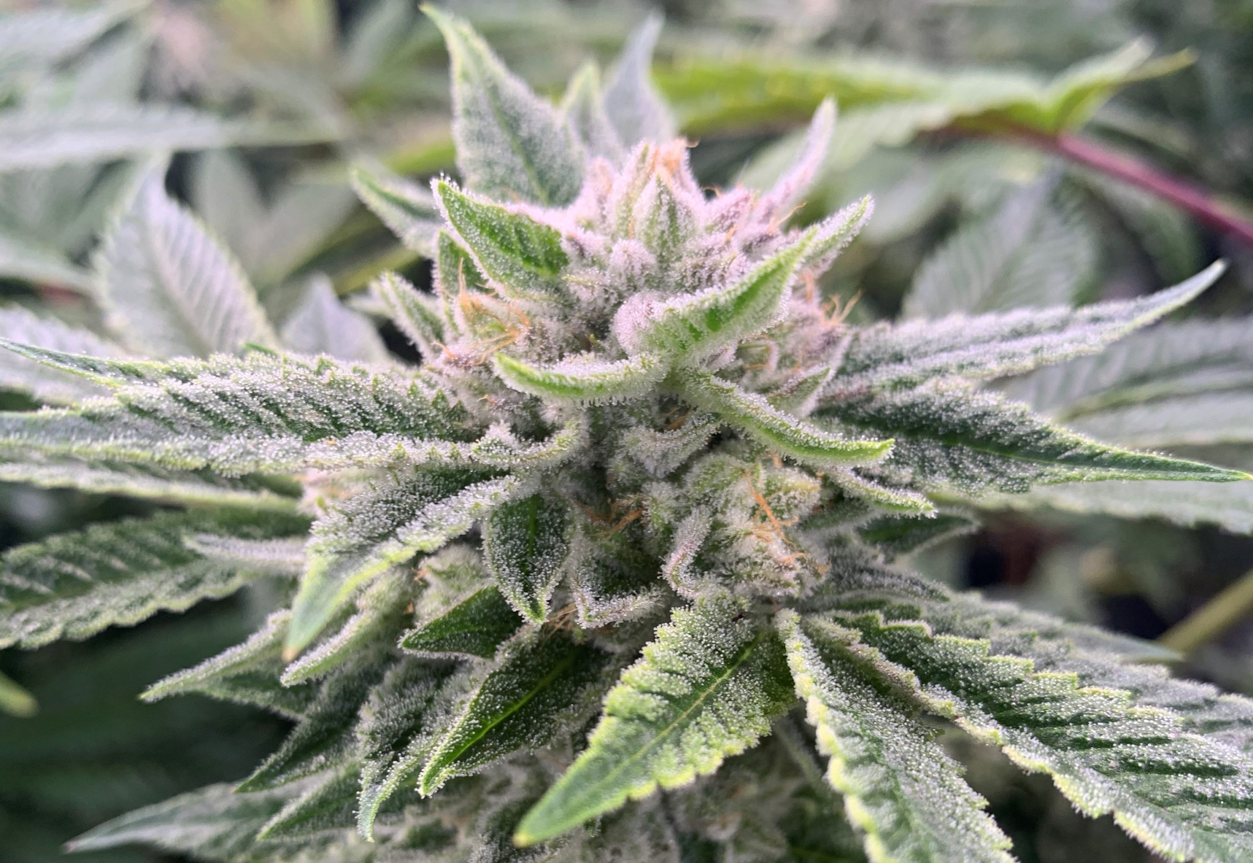 Verano Super Glue cannabis plant