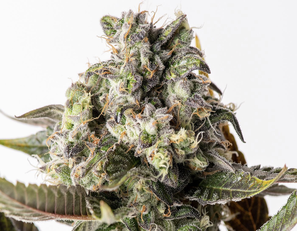 Triangle Royale cannabis plant