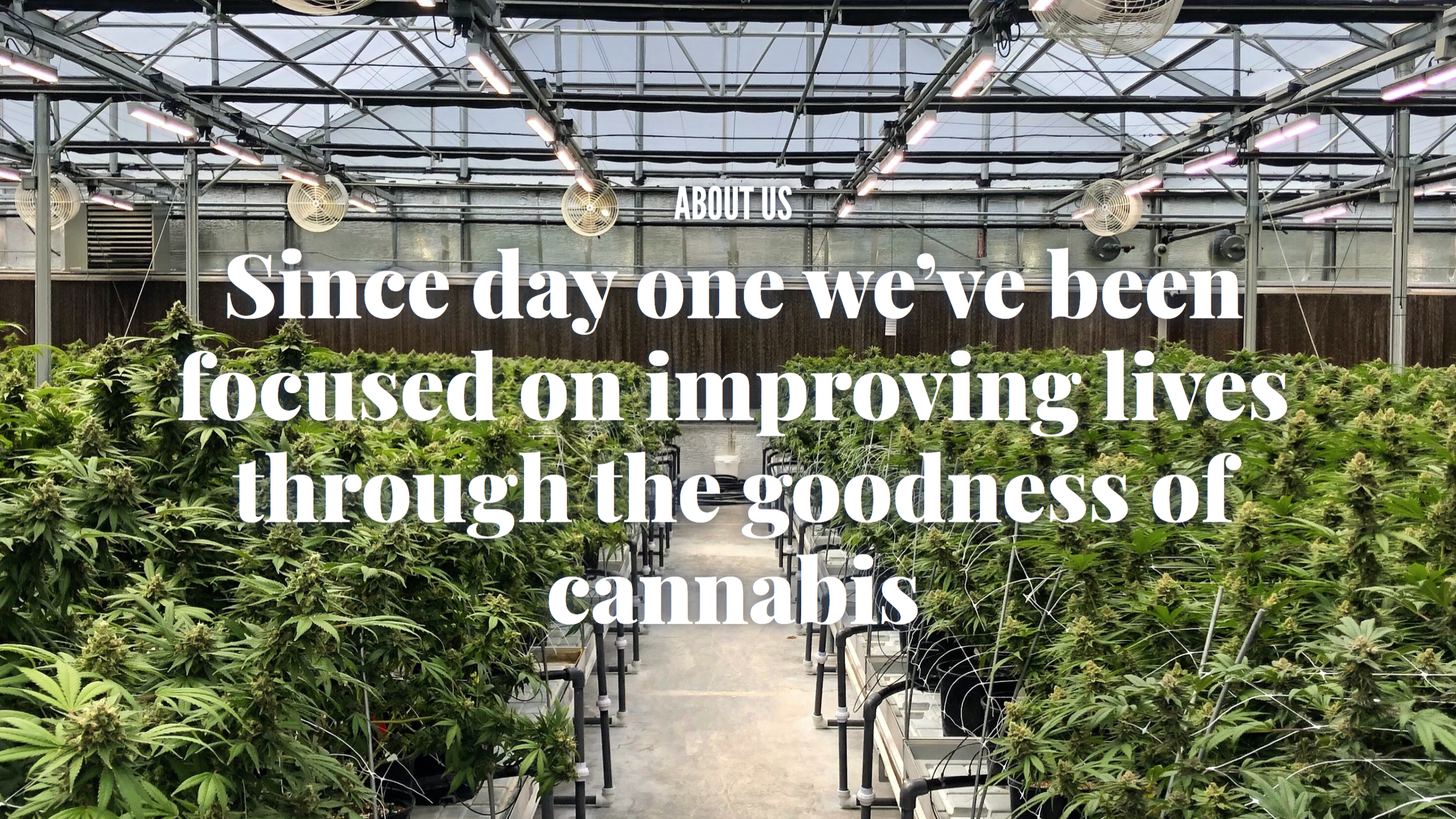 Harvest: Since day one we’ve been focused on improving lives through the goodness of cannabis