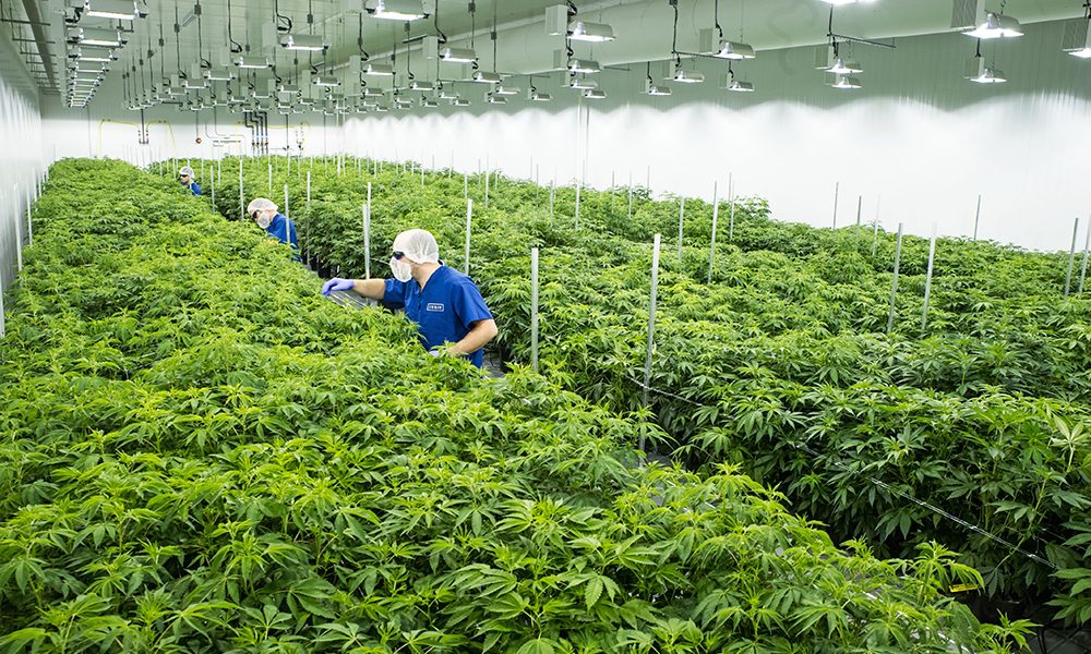 Curio Wellness medical cannabis grower in Baltimore, Maryland. Photo from Baltimore Sun